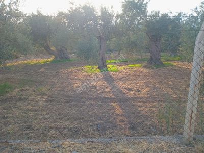 Arsa-Konut İmarlı