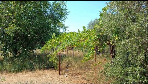 Arsa-Arazi