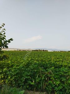 Arsa-Tarla