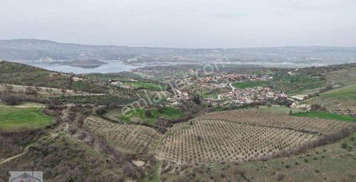 Arsa-Zeytinlik
