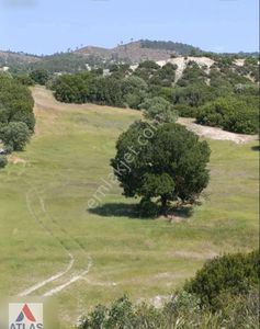 Arsa-Tarla