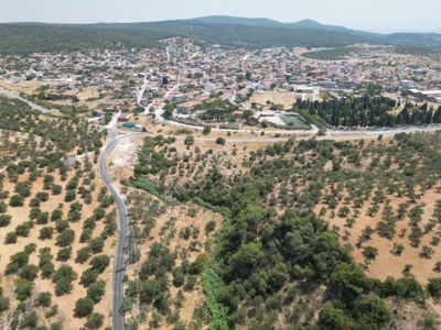 Arsa-Zeytinlik
