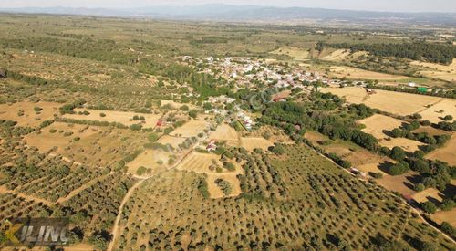 Arsa-Zeytinlik