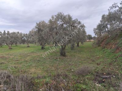 Arsa-Tarla