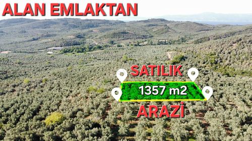 Arsa-Zeytinlik