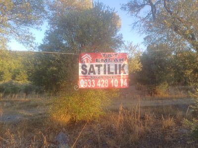 Arsa-Zeytinlik