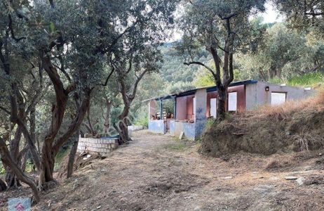 Arsa-Zeytinlik