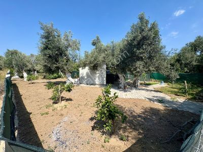 Arsa-Bağ & Bahçe