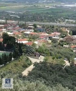 Arsa-Zeytinlik