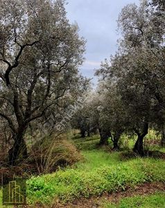 Arsa-Zeytinlik