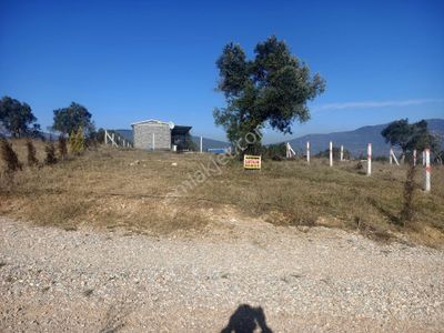 Arsa-Zeytinlik