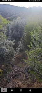 Arsa-Bağ & Bahçe