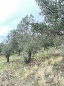 Arsa-Tarla