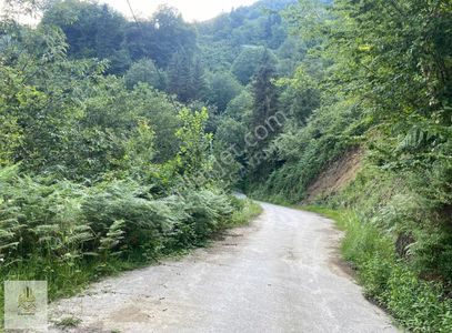 Arsa-Tarla