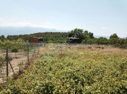 Arsa-Bağ & Bahçe