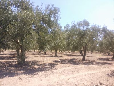 Arsa-Zeytinlik