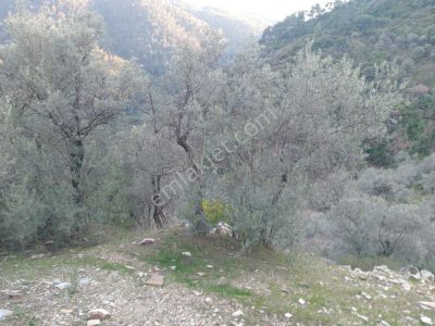 Arsa-Zeytinlik