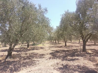 Arsa-Zeytinlik