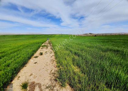 Arsa-Tarla