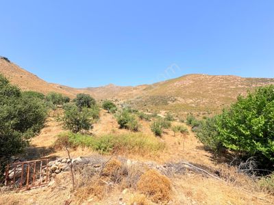Arsa-Tarla