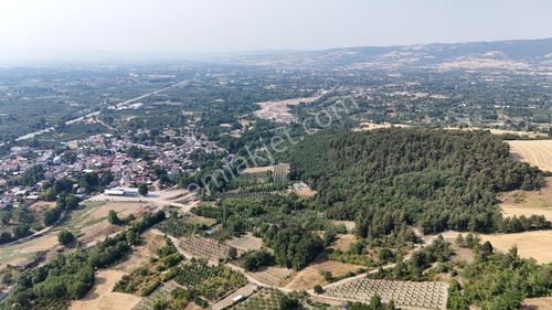 Arsa-Zeytinlik