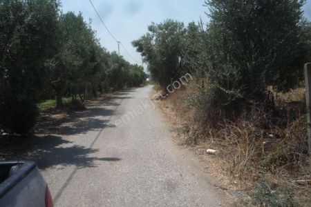 Arsa-Zeytinlik