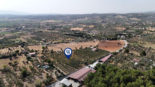 Arsa-Zeytinlik