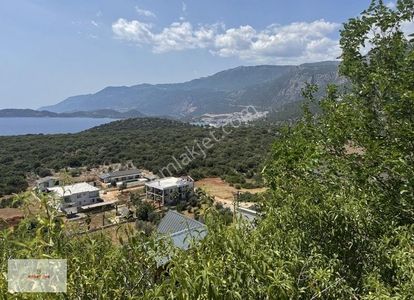 Arsa-Zeytinlik