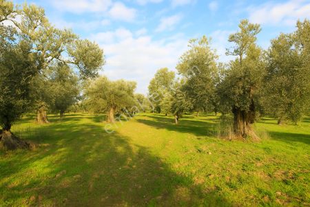 Arsa-Zeytinlik