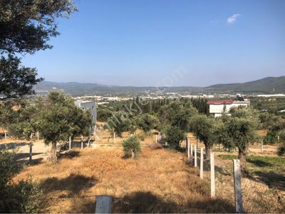 Arsa-Zeytinlik