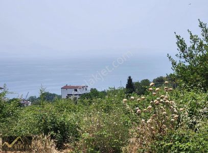 Arsa-Zeytinlik