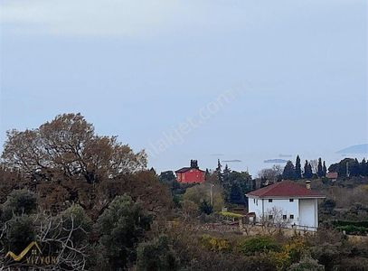 Arsa-Zeytinlik