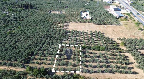 Arsa-Zeytinlik