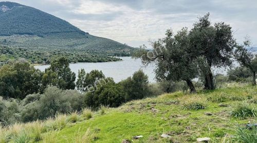 Arsa-Zeytinlik