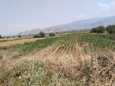 Arsa-Tarla