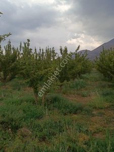 Arsa-Bağ & Bahçe