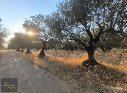 Arsa-Zeytinlik