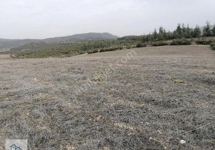 Arsa-Tarla