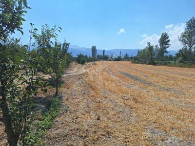 Arsa-Bağ & Bahçe