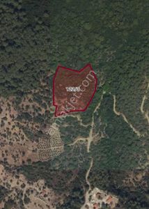 Arsa-Zeytinlik