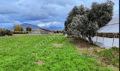 Arsa-Arazi