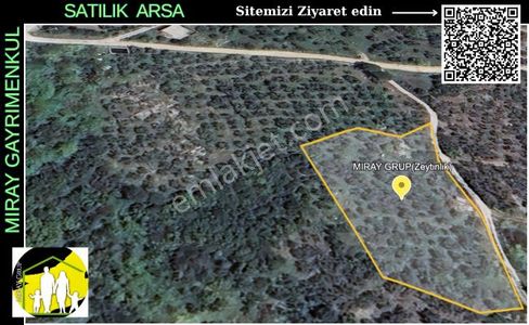 Arsa-Zeytinlik