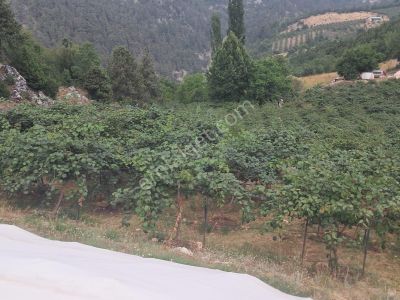Arsa-Bağ & Bahçe
