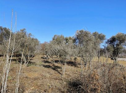 Arsa-Zeytinlik