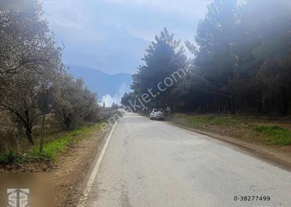 Arsa-Zeytinlik