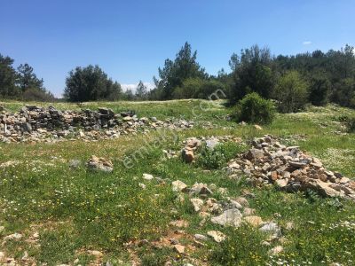Arsa-Tarla