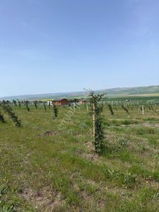 Arsa-Tarla