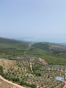 Arsa-Tarla