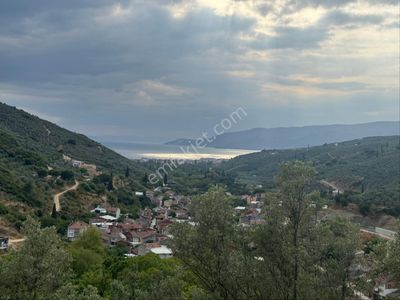 Arsa-Zeytinlik