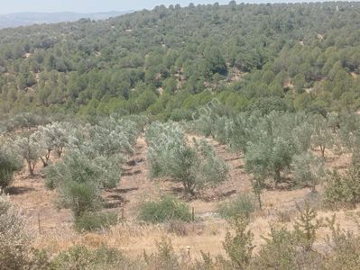 Arsa-Zeytinlik
